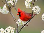 Cardinal Among Pear Tree Blossoms